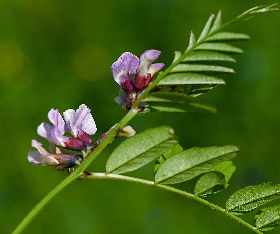 Image of Vicia sepium specimen.