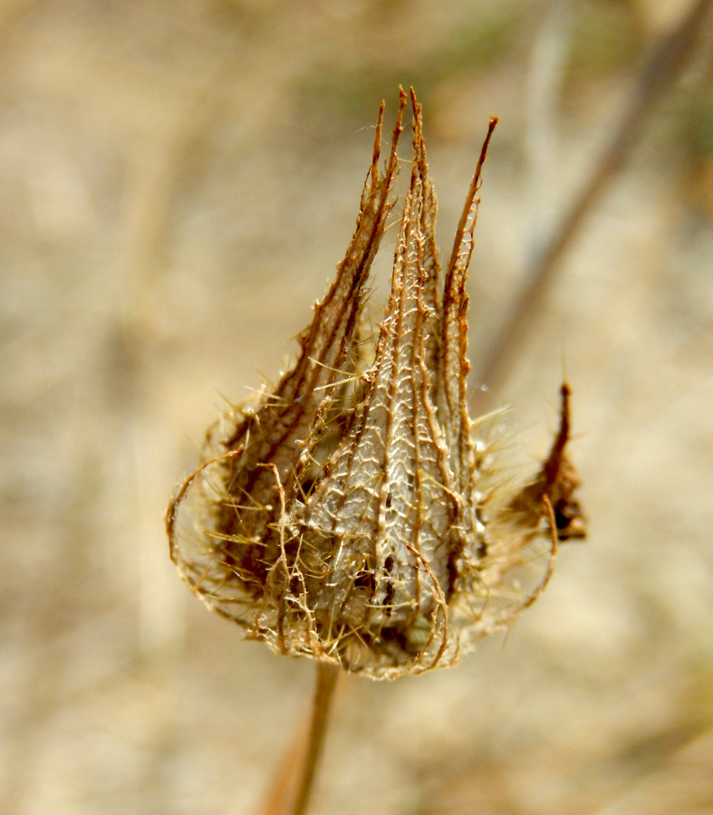 Image of Malva setigera specimen.
