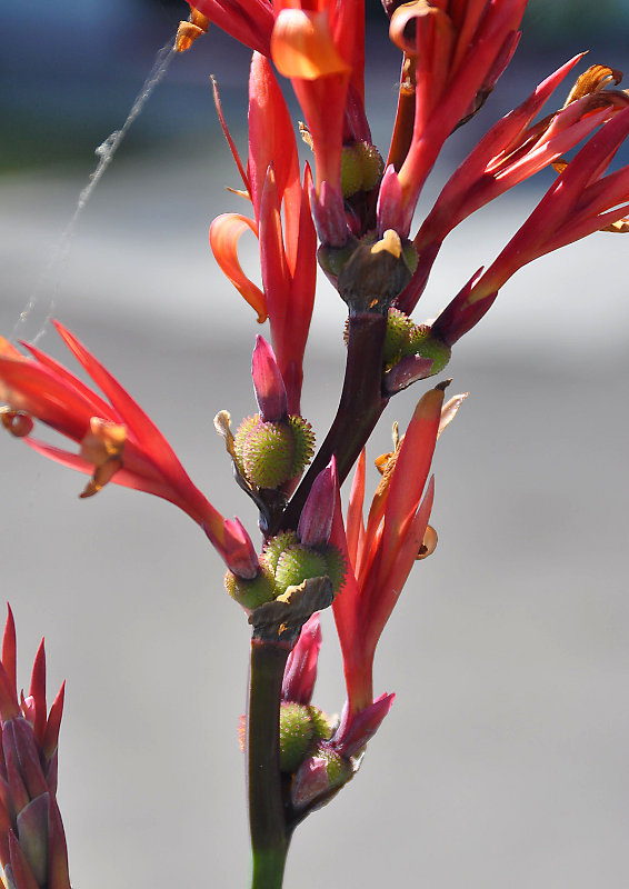 Image of Canna indica specimen.