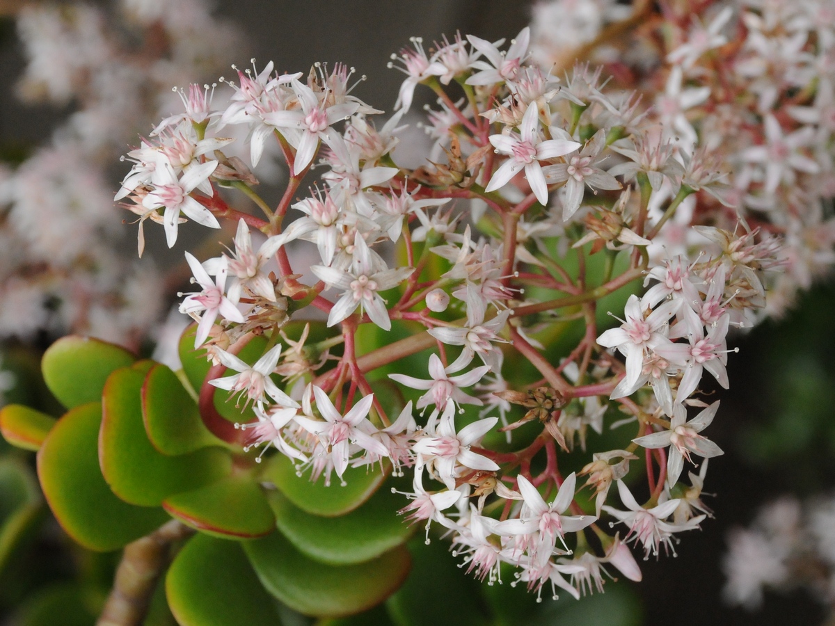 Изображение особи Crassula ovata.