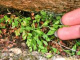 Asplenium × alternifolium. Спороносящая вайя (вид снизу). Украина, Донецкая обл., заповедник \"Каменные могилы\". 13.06.2007.