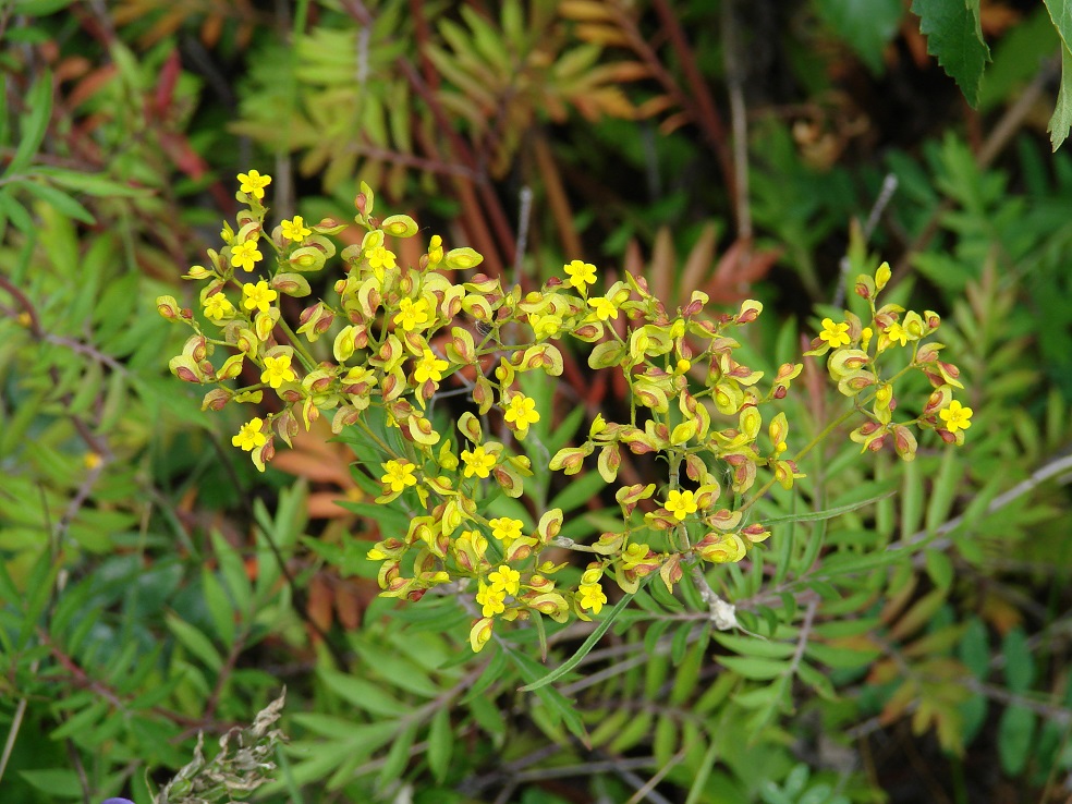 Изображение особи Patrinia rupestris.