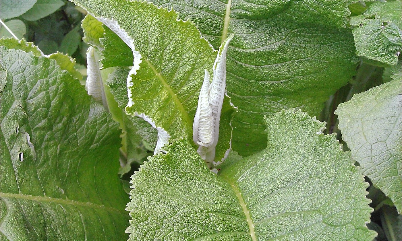 Image of Inula helenium specimen.