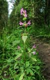 Galeopsis ladanum. Верхушка цветущего растения. Архангельская обл., Вельский р-н, окр. пос. Усть-Шоноша, лесная дорога. 02.08.2013.