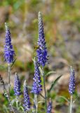 Veronica incana