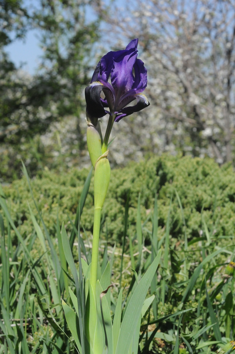 Изображение особи Iris bicapitata.