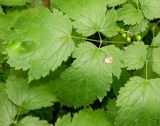 Actaea spicata