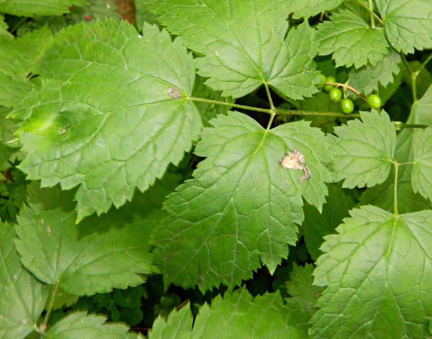 Image of Actaea spicata specimen.