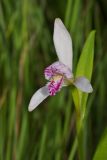 Pogonia japonica