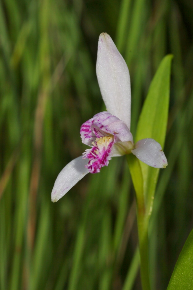 Image of Pogonia japonica specimen.