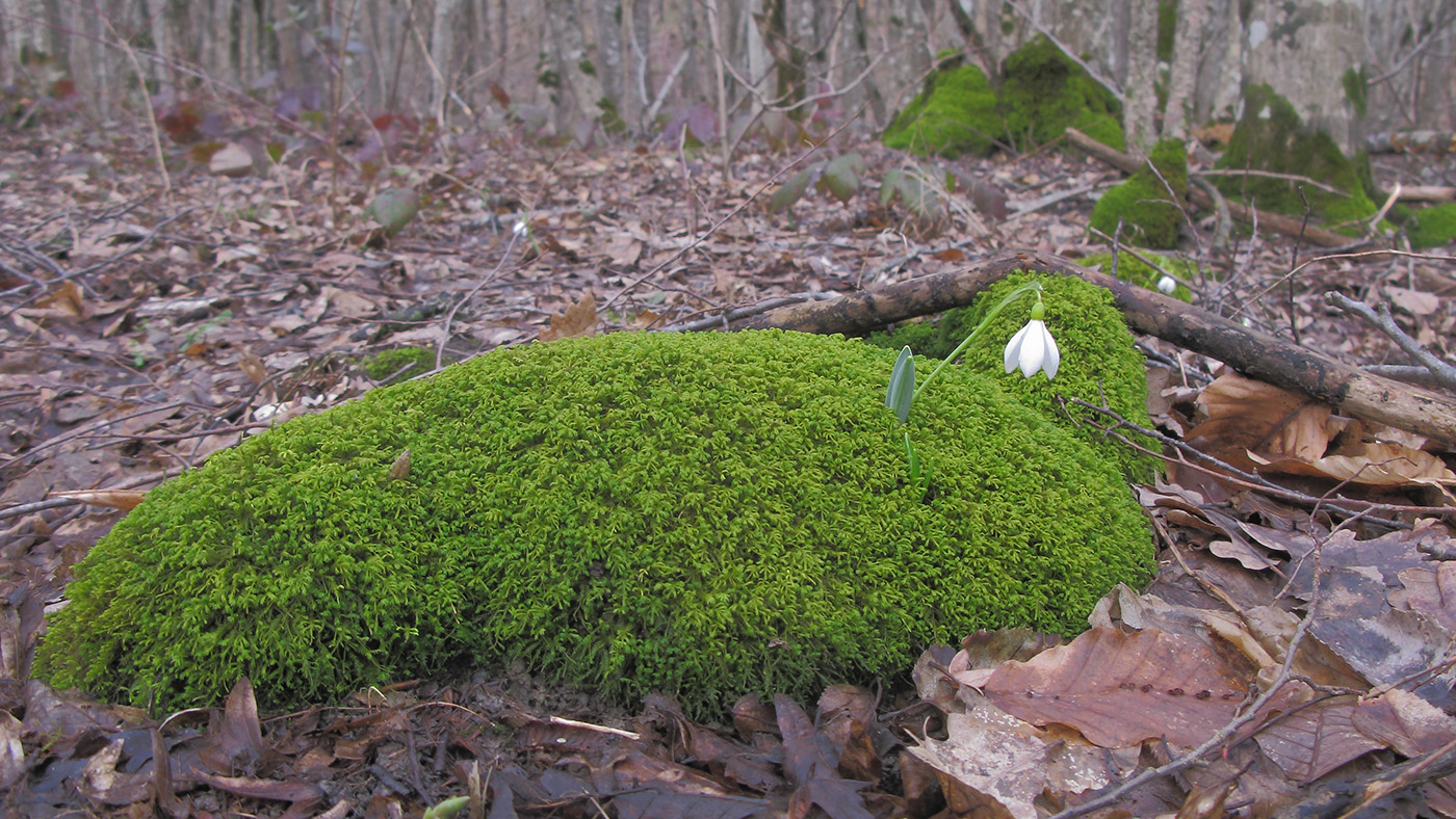 Image of Galanthus alpinus specimen.