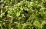 Cerastium ucrainicum