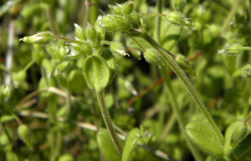 Изображение особи Cerastium ucrainicum.