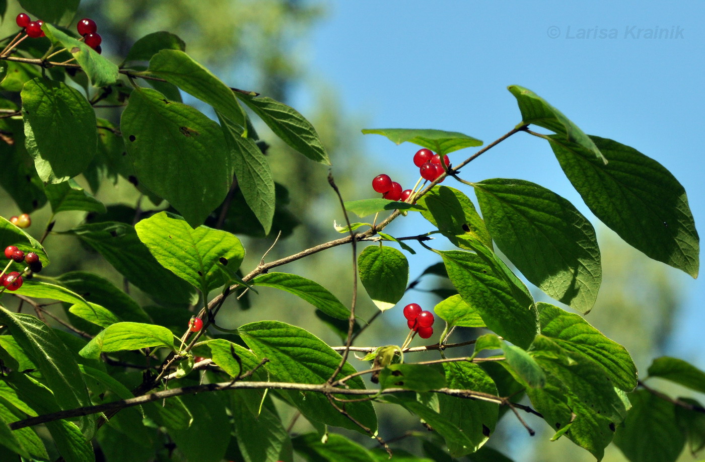 Изображение особи Lonicera xylosteum.