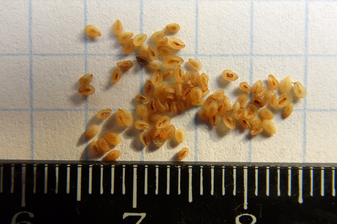 Image of Veronica persica specimen.