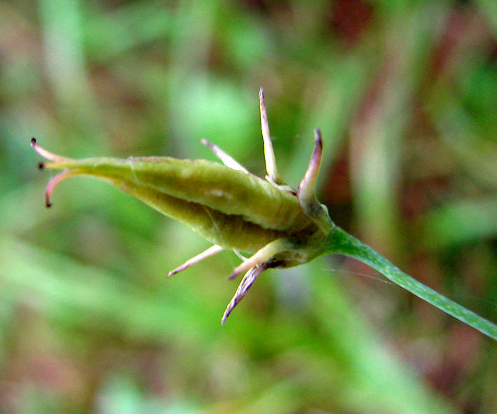 Image of Zigadenus sibiricus specimen.