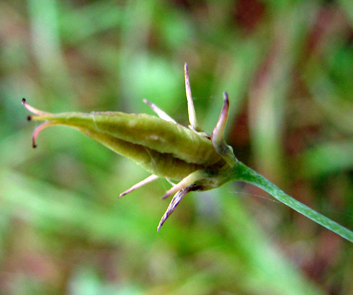 Изображение особи Zigadenus sibiricus.