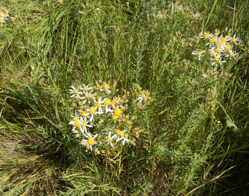 Image of genus Galatella specimen.