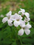 Cardamine bulbifera