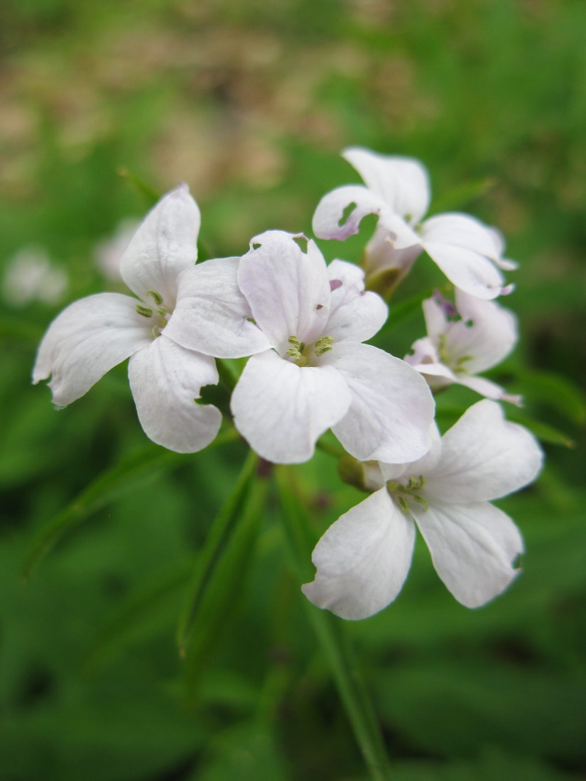 Изображение особи Cardamine bulbifera.