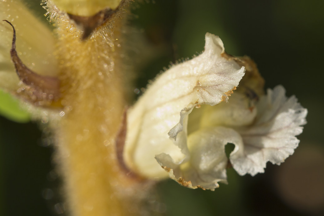 Image of Orobanche crenata specimen.