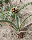 Cyperus capitatus