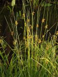 Juncus effusus