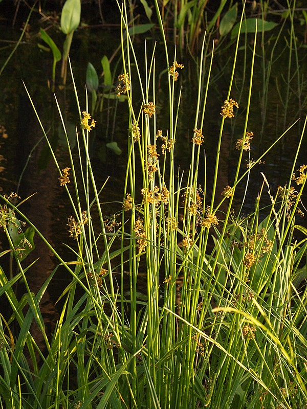 Изображение особи Juncus effusus.