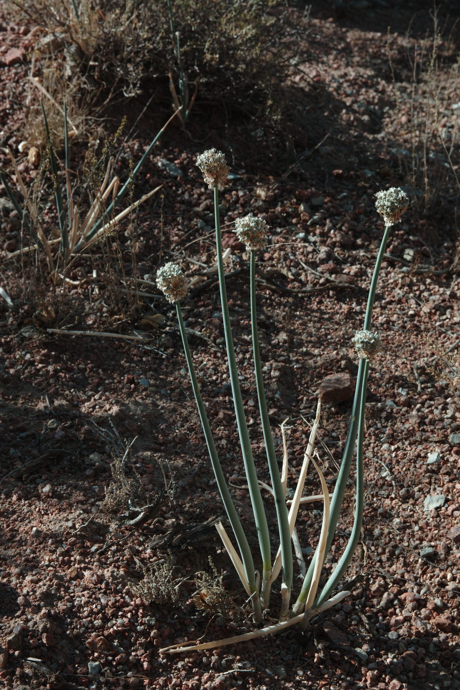 Image of Allium galanthum specimen.