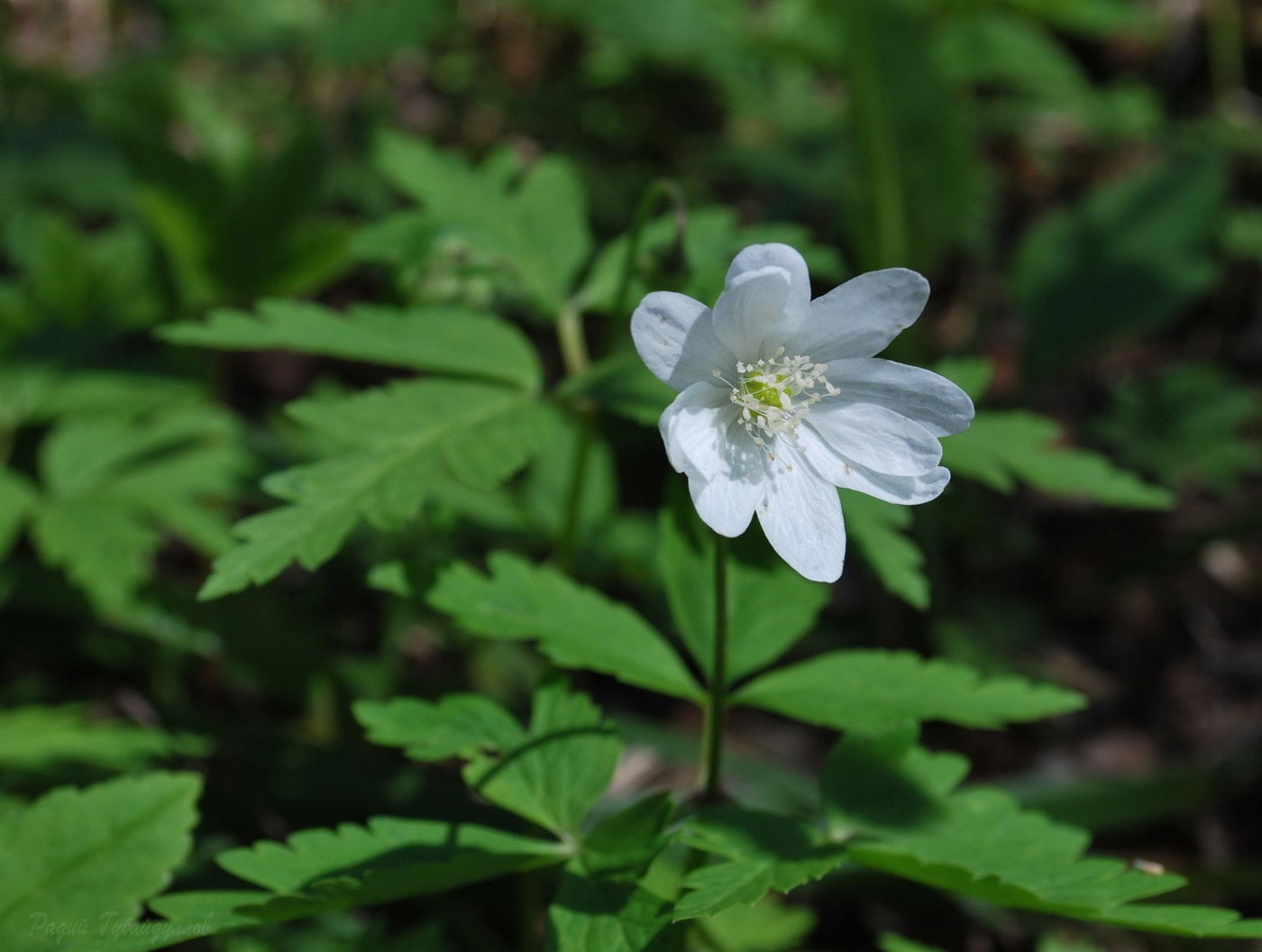 Image of Anemone altaica specimen.
