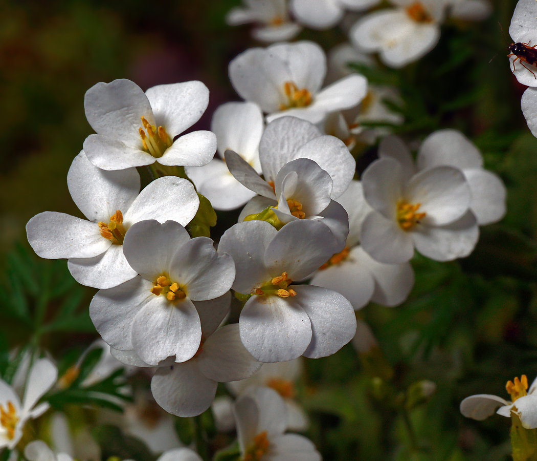 Изображение особи Arabis caucasica.