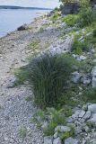 Carex acuta