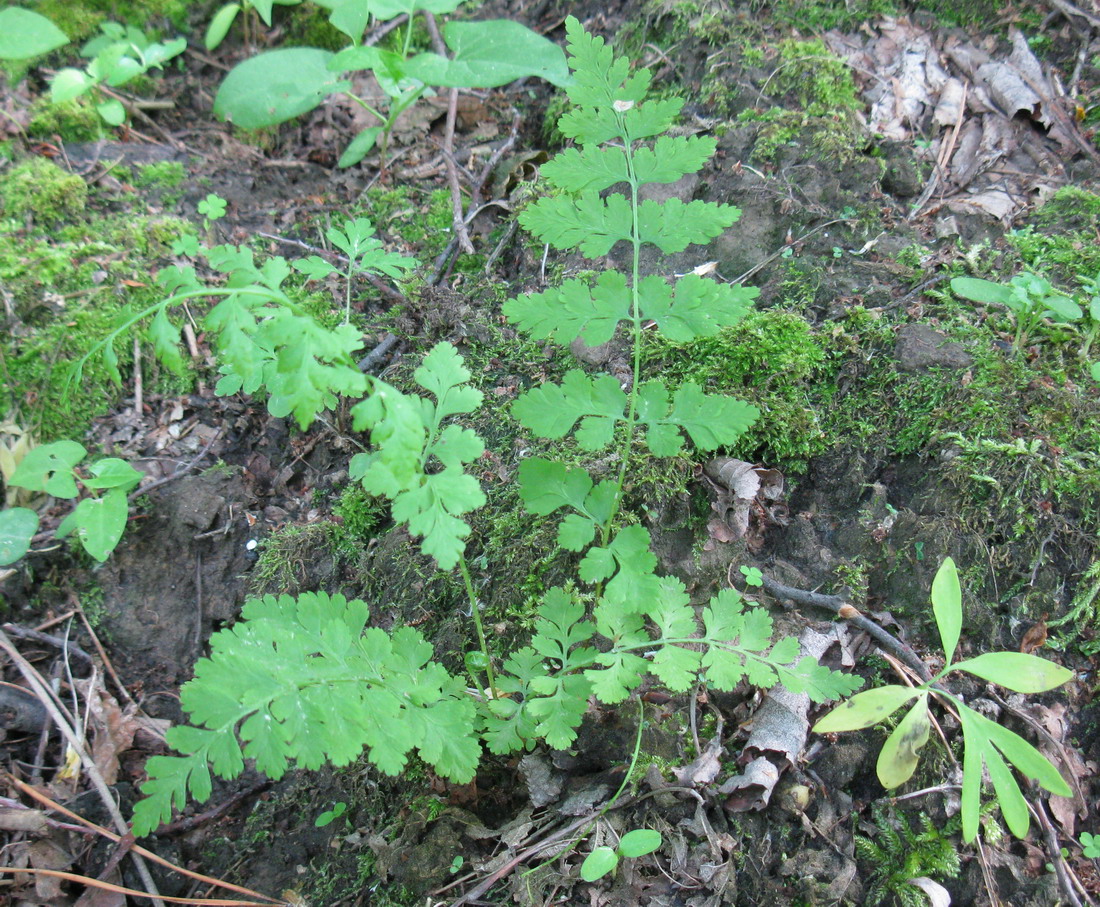 Изображение особи Cystopteris fragilis.