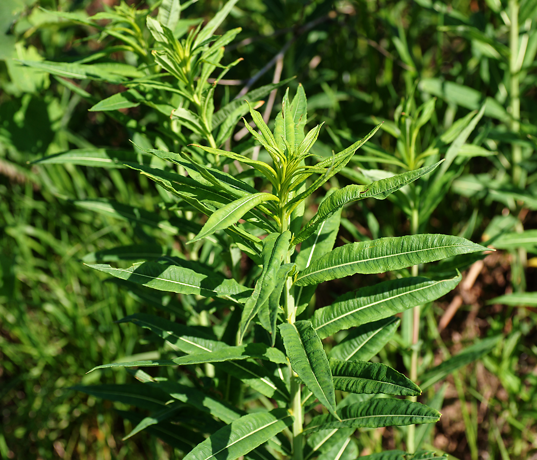 Image of Chamaenerion angustifolium specimen.