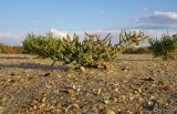Salicornia perennans