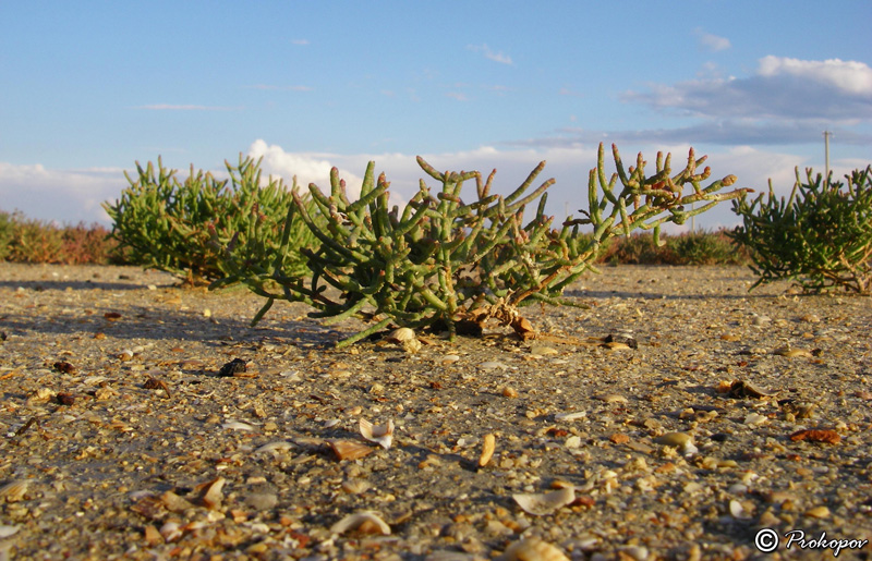 Изображение особи Salicornia perennans.