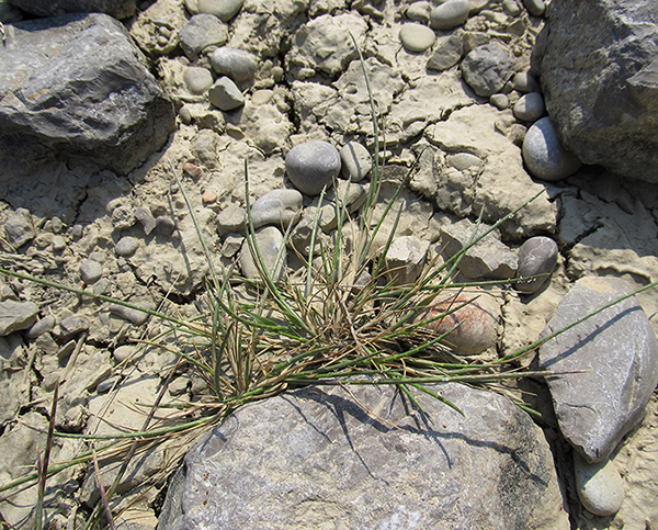 Image of Monerma cylindrica specimen.