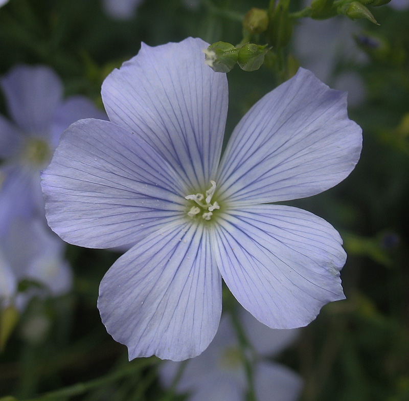 Изображение особи Linum nervosum.