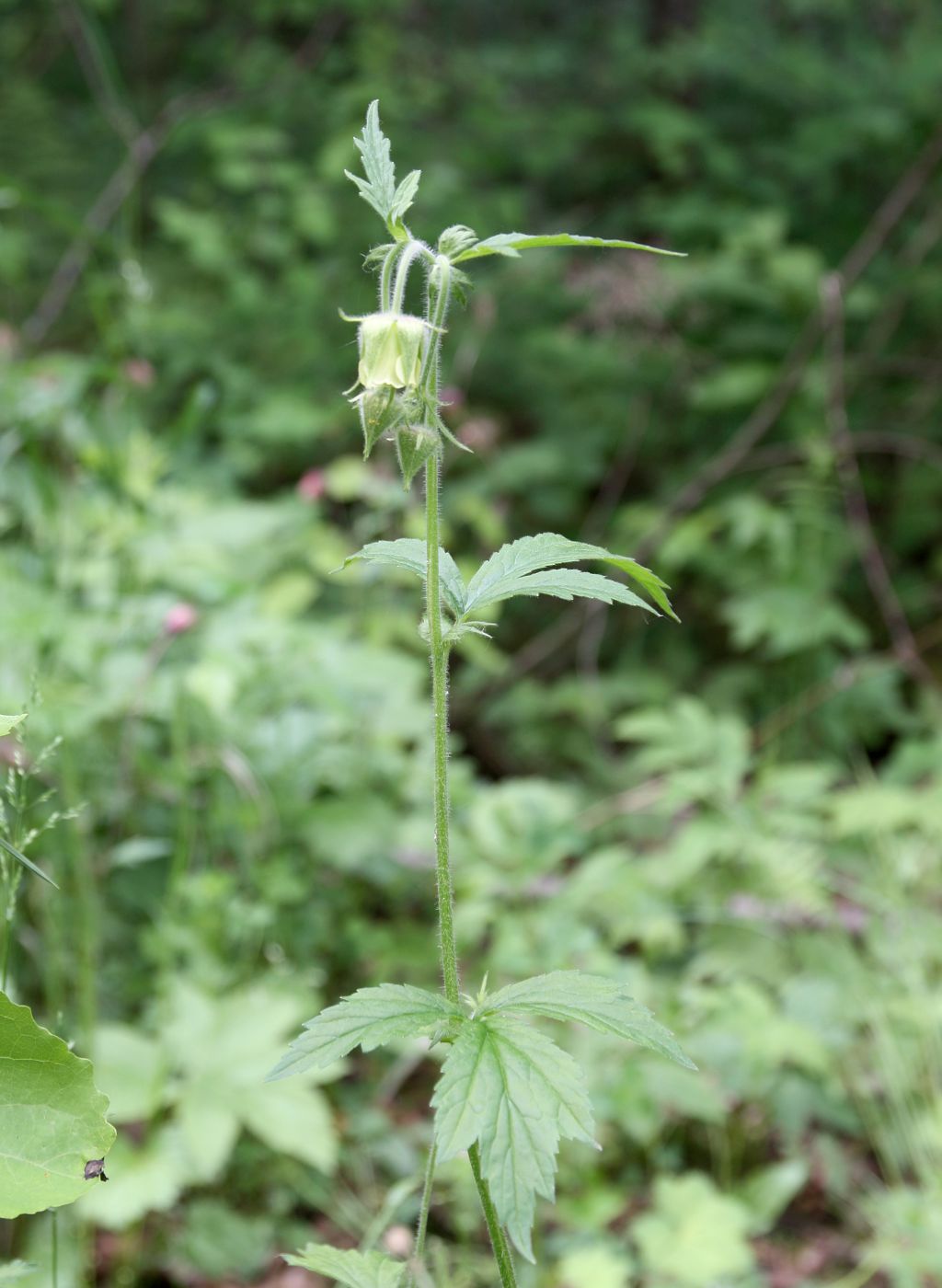 Image of Geum &times; intermedium specimen.