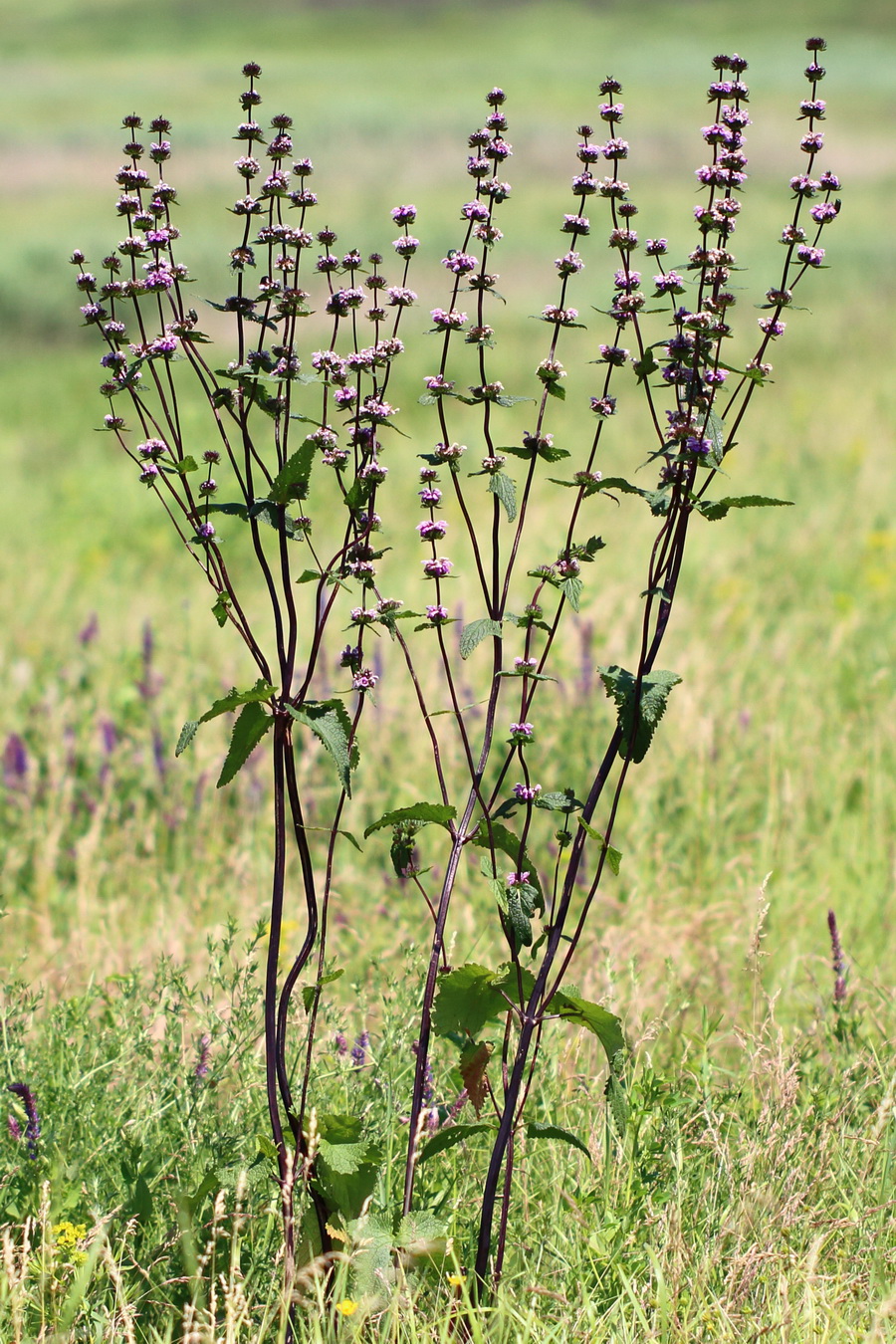 Image of Phlomoides tuberosa specimen.