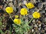 Papaver microcarpum