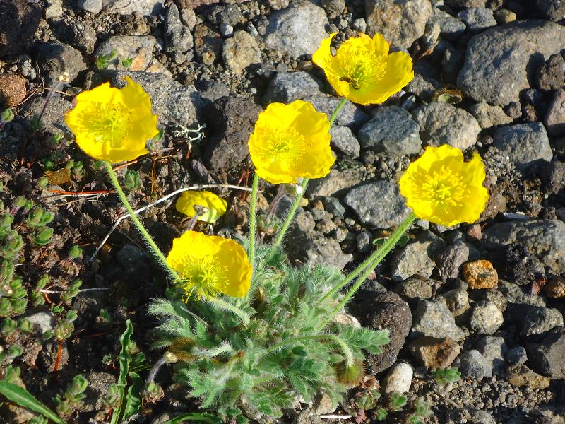 Image of Papaver microcarpum specimen.