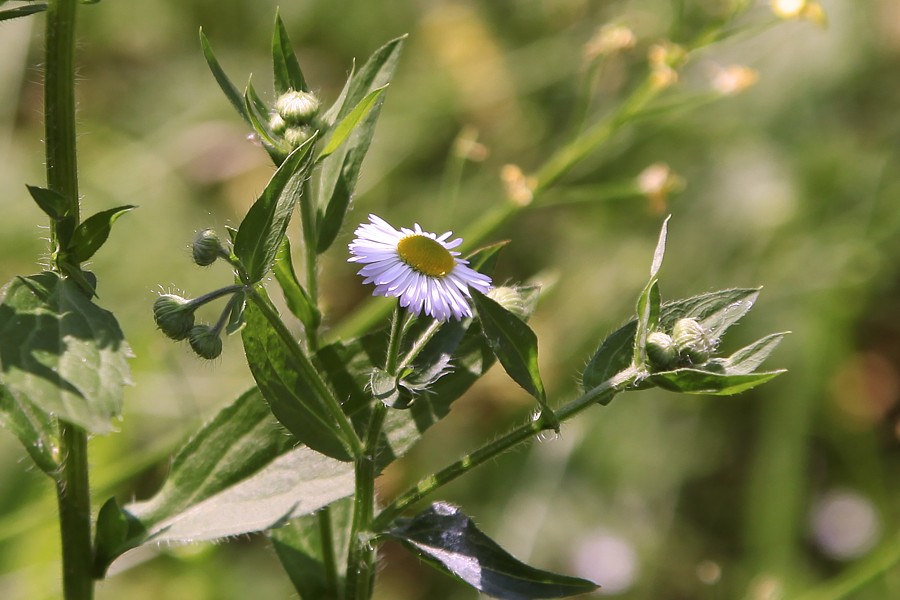 Image of Erigeron annuus specimen.