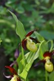 Cypripedium calceolus
