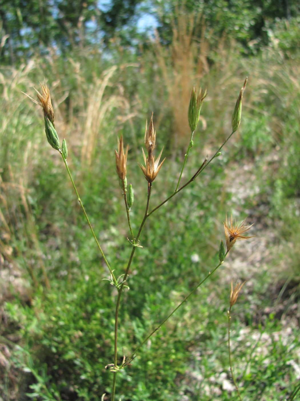 Image of Crupina vulgaris specimen.