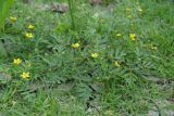 Potentilla bifurca