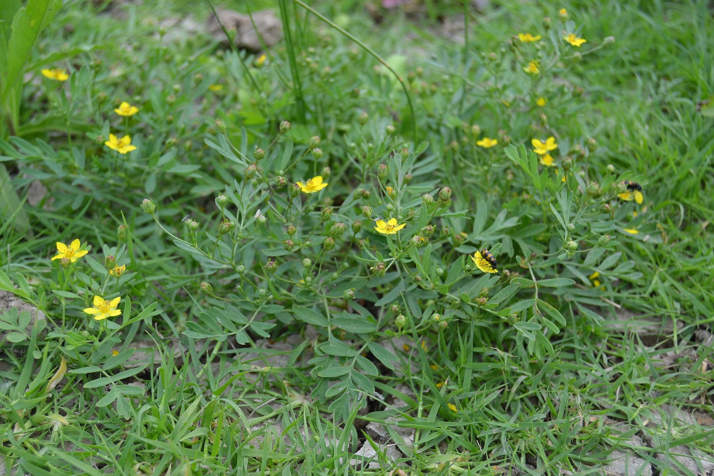 Image of Potentilla bifurca specimen.