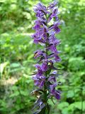 Dactylorhiza urvilleana