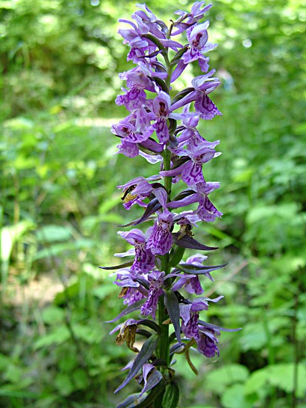 Изображение особи Dactylorhiza urvilleana.