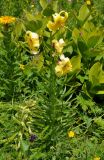 Lilium monadelphum